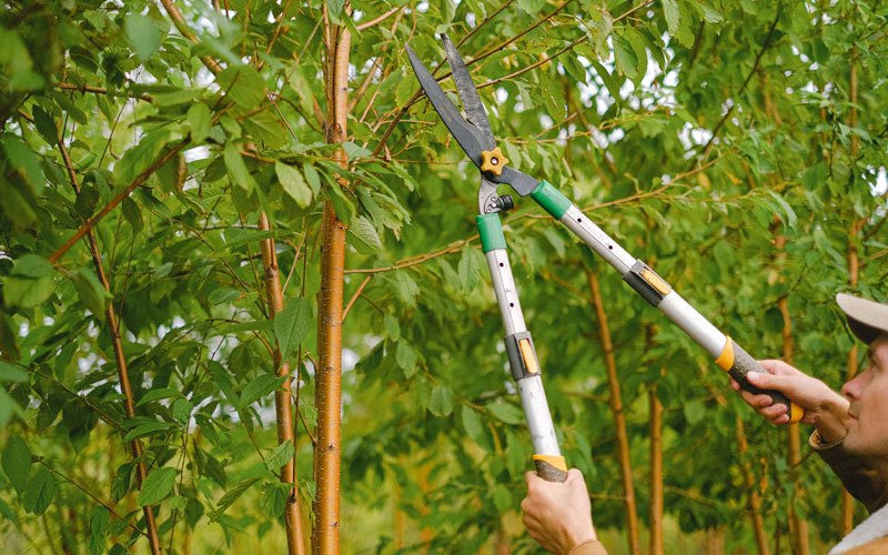 Tree trimming in Klawock, AK